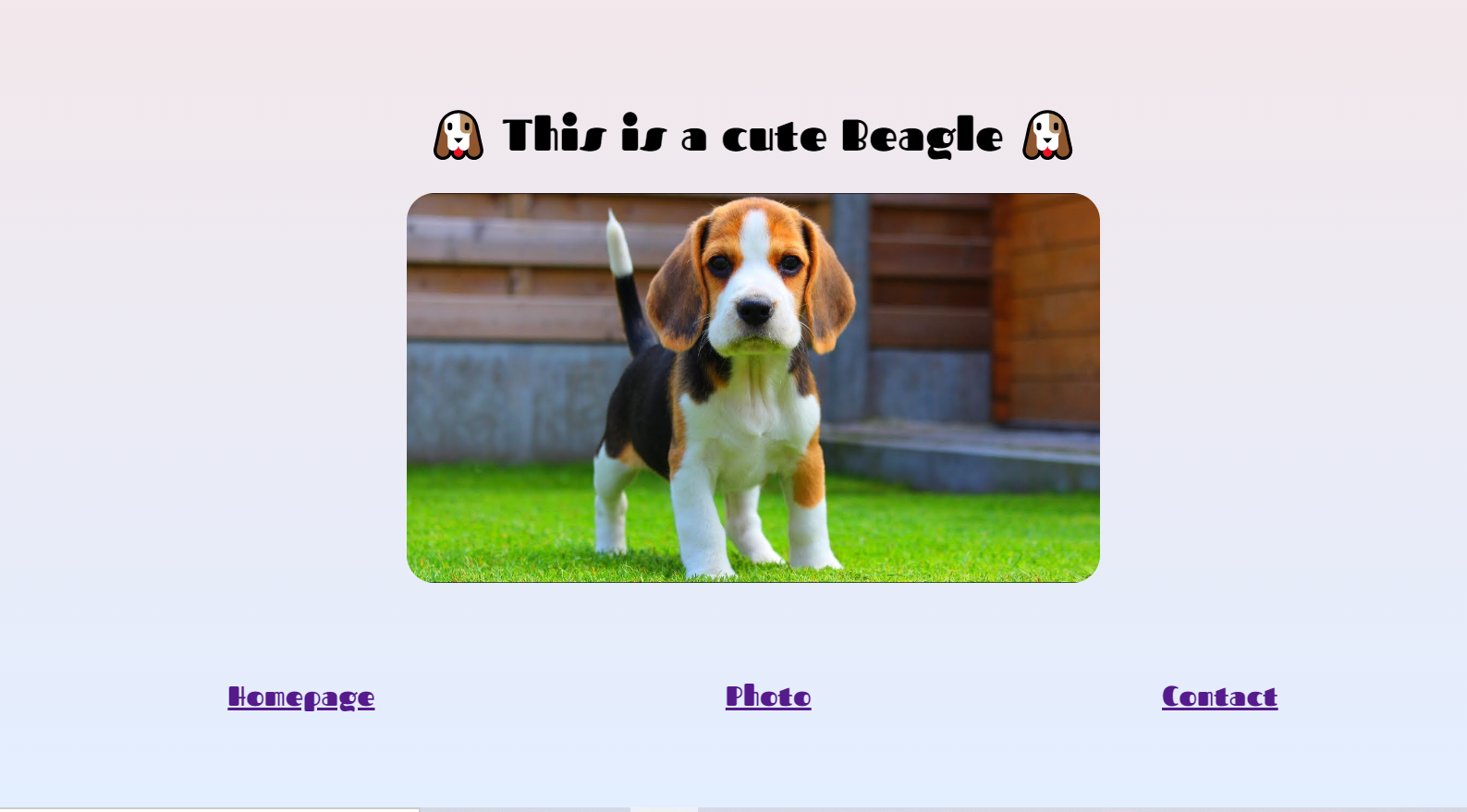 beagle